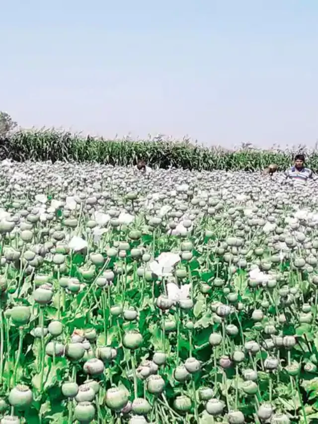 अफीम कारोबार में प्राइवेट सेक्टर की एंट्री